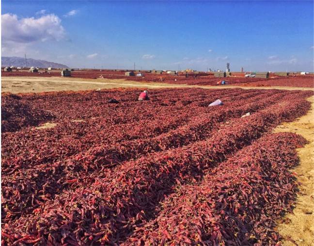 Download How To Distinguish Quality Spices From Fakes Paprika Free Get Wallpaper How To Distinguish Quality Spices From Fakes Paprika For Free